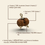 Original Gauri-Shankar Rudraksha