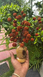 5 Mukhi Rudraksha Tree - Large