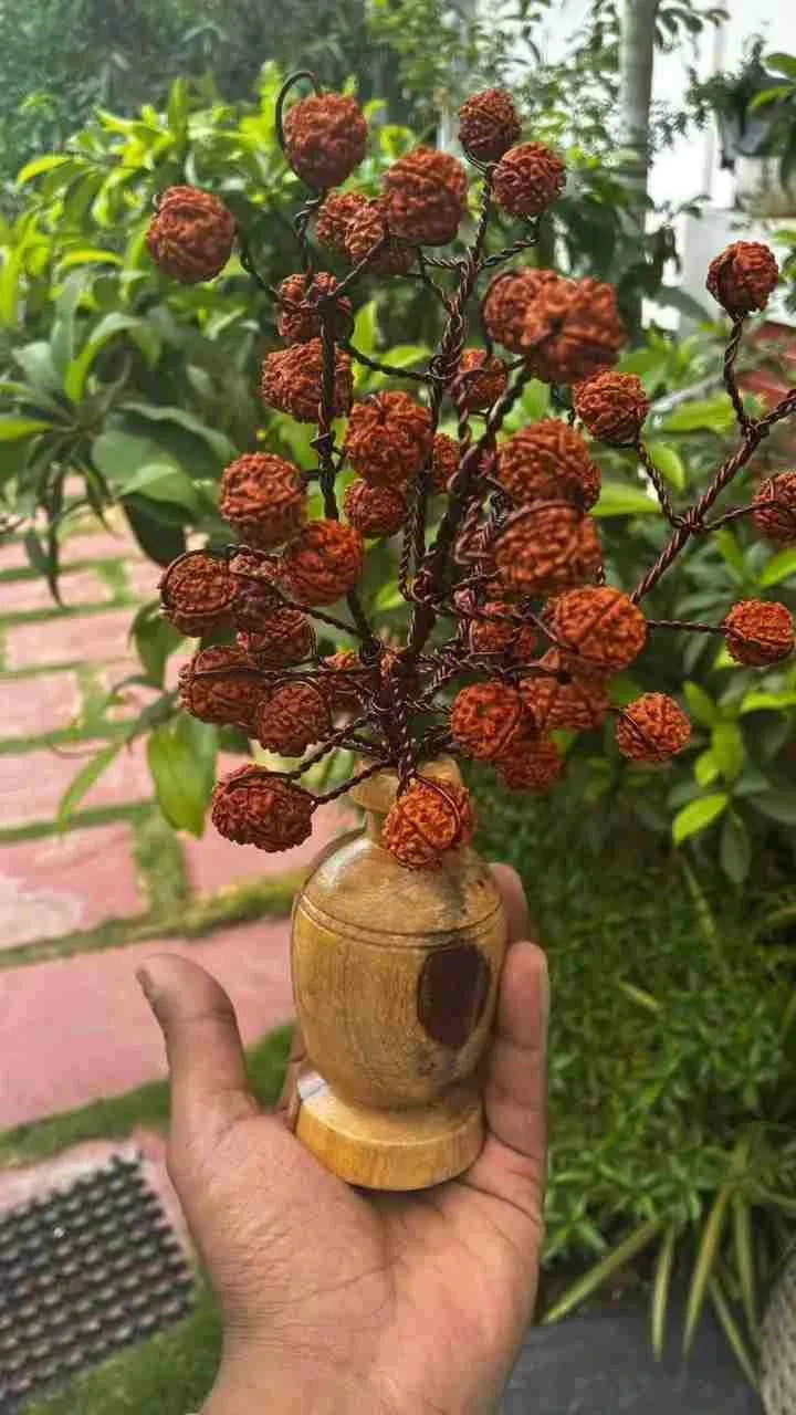 5 Mukhi Rudraksha Tree - Large