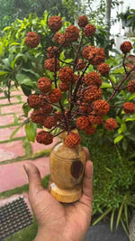 5 Mukhi Rudraksha Tree - Large