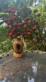 Rudraksha Tree