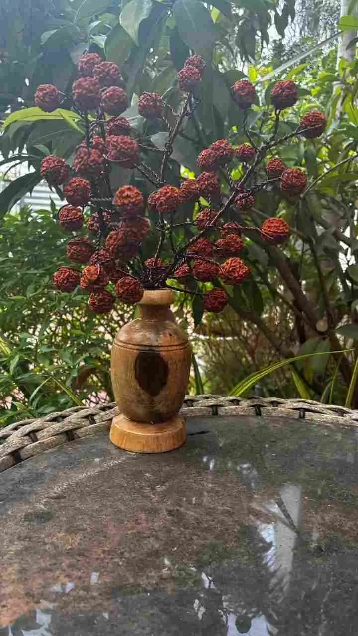 Rudraksha Tree