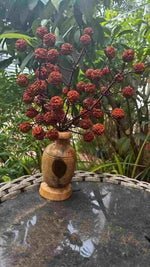 5 Mukhi Rudraksha Tree - Large