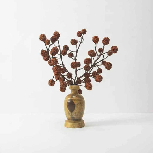 5 Mukhi Rudraksha Tree - Small