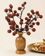 5 Mukhi Rudraksha Tree - Large