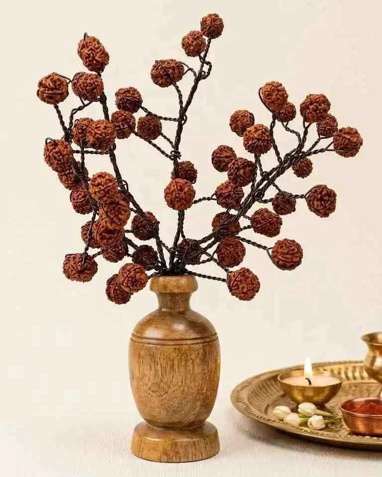 5 Mukhi Rudraksha Tree - Large