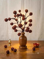 5 Mukhi Rudraksha Tree - Small