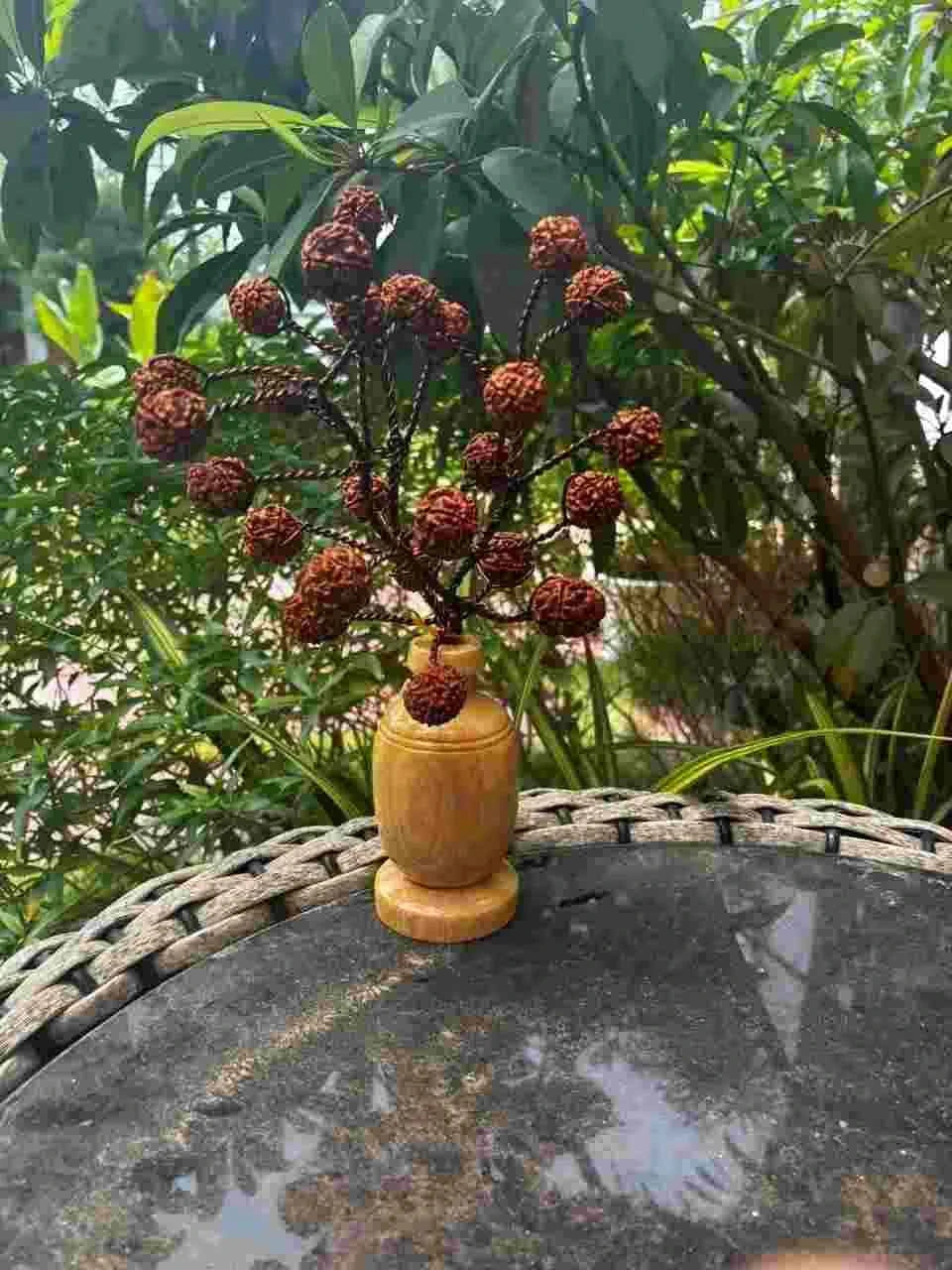 5 Mukhi Rudraksha Tree - Small