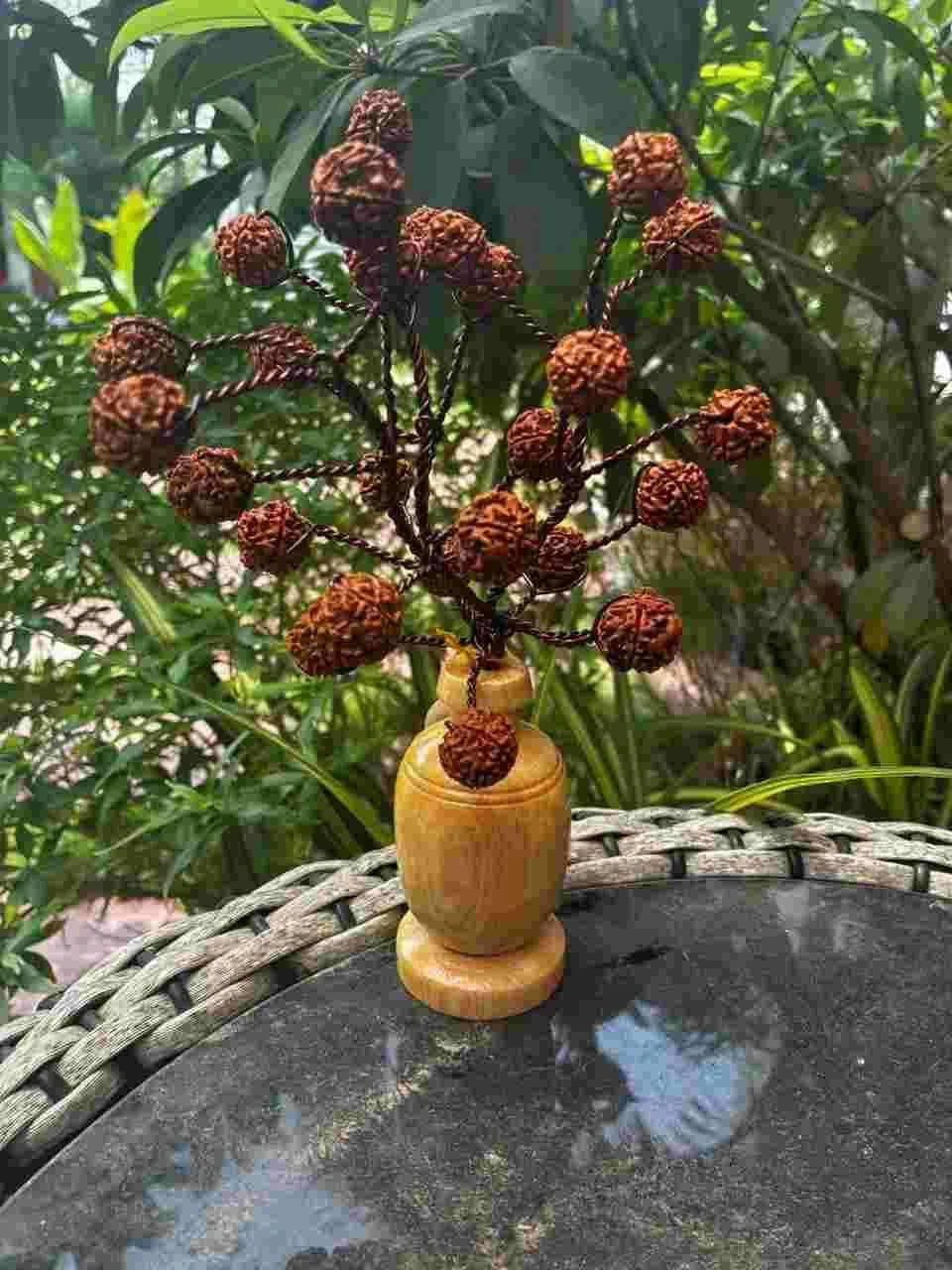 5 Mukhi Rudraksha Tree - Small
