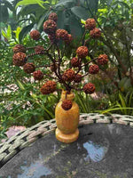 5 Mukhi Rudraksha Tree - Small