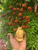 5 Mukhi Rudraksha Tree - Small