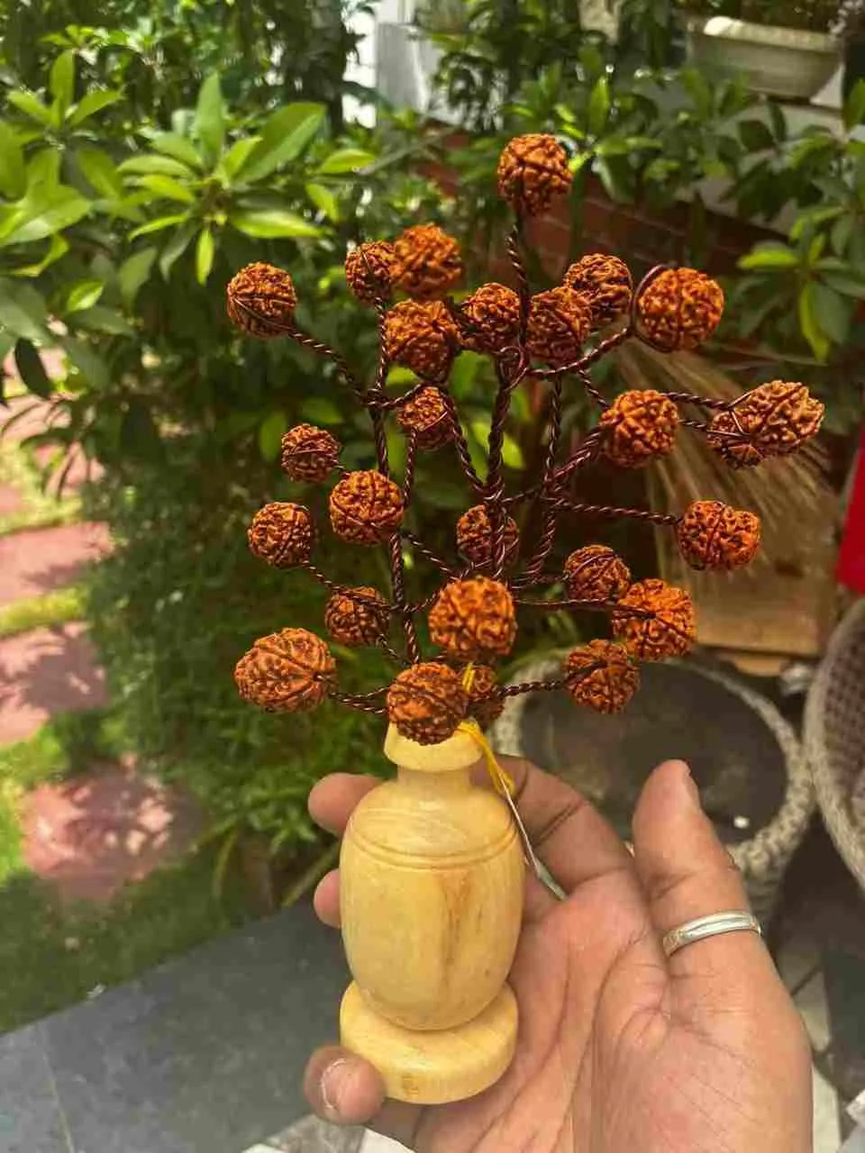Rudraksha Tree